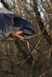 Great Blue Heron Taking Flight